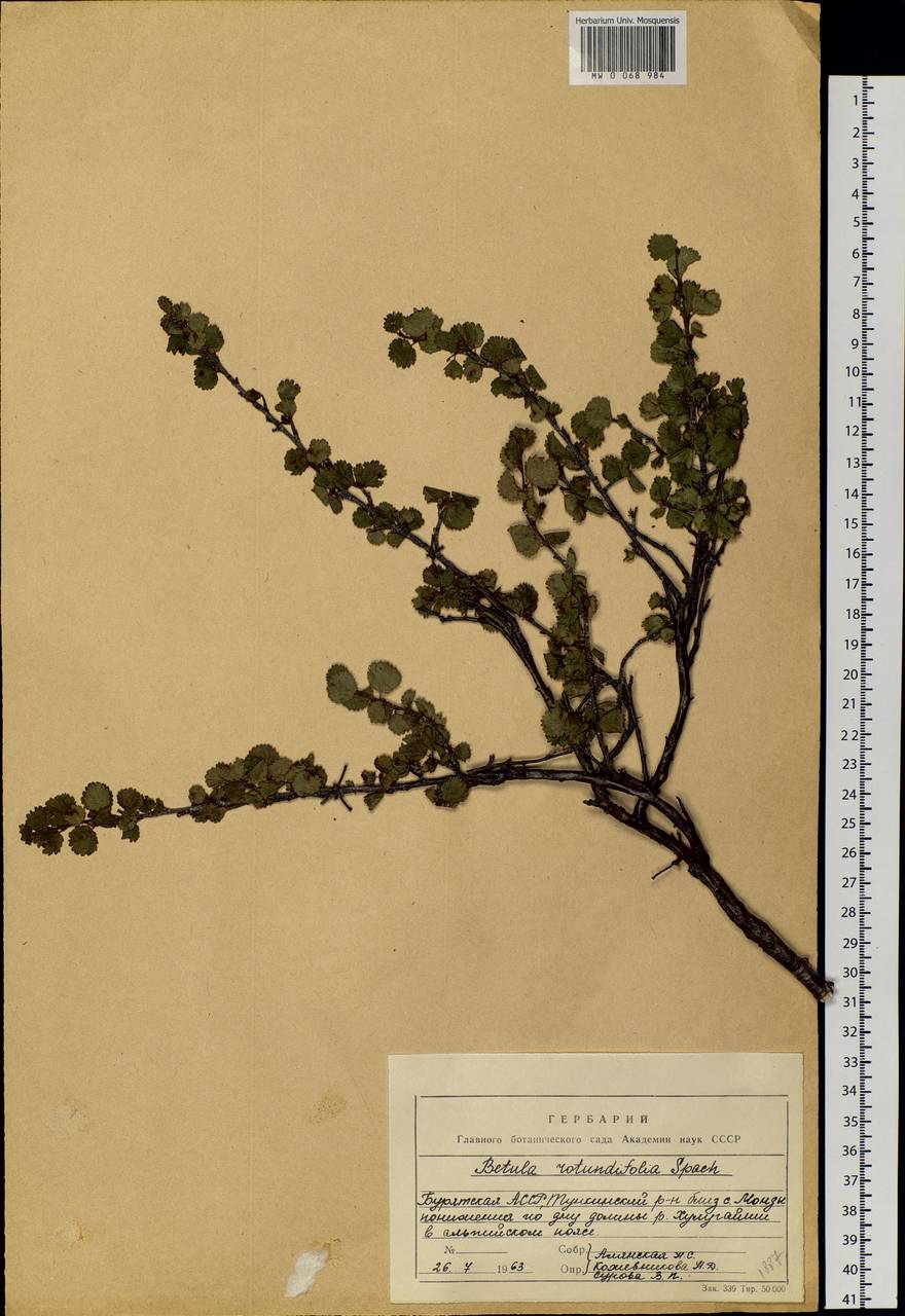 Betula glandulosa Michx., Siberia, Baikal & Transbaikal region (S4) (Russia)