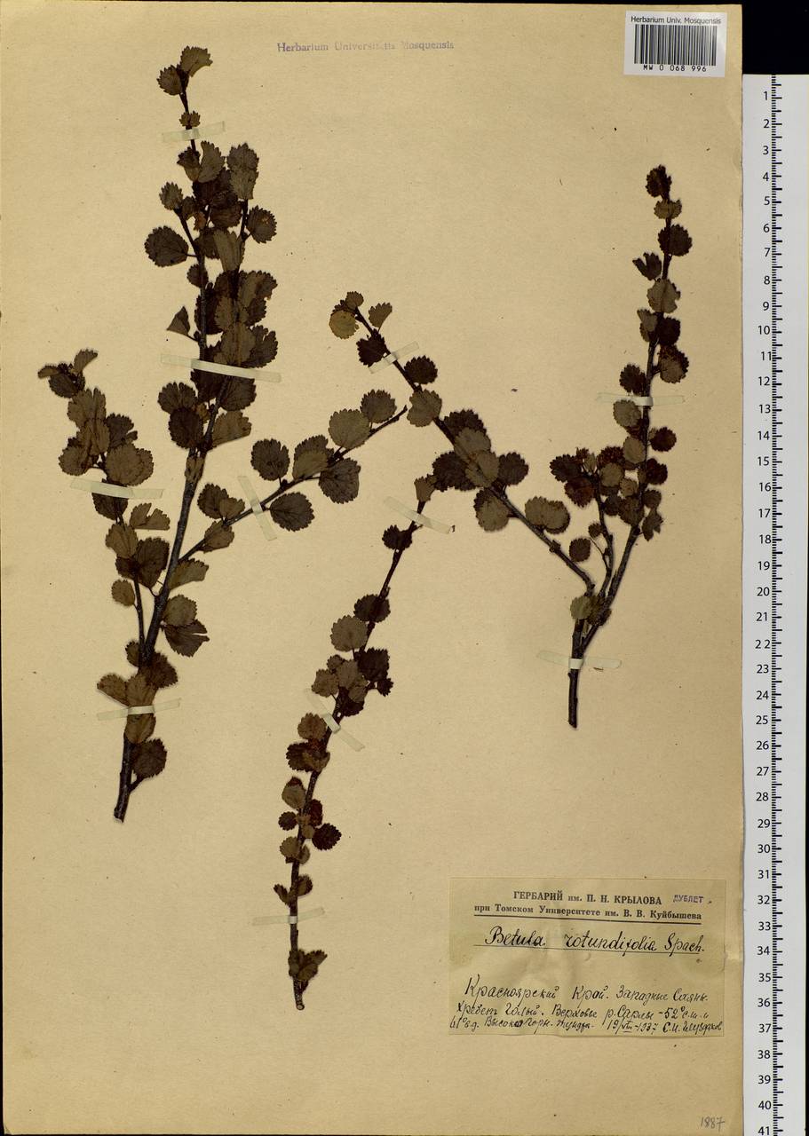 Betula glandulosa Michx., Siberia, Altai & Sayany Mountains (S2) (Russia)
