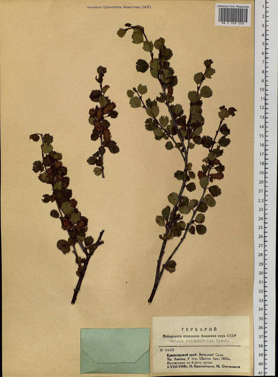 Betula glandulosa Michx., Siberia, Altai & Sayany Mountains (S2) (Russia)