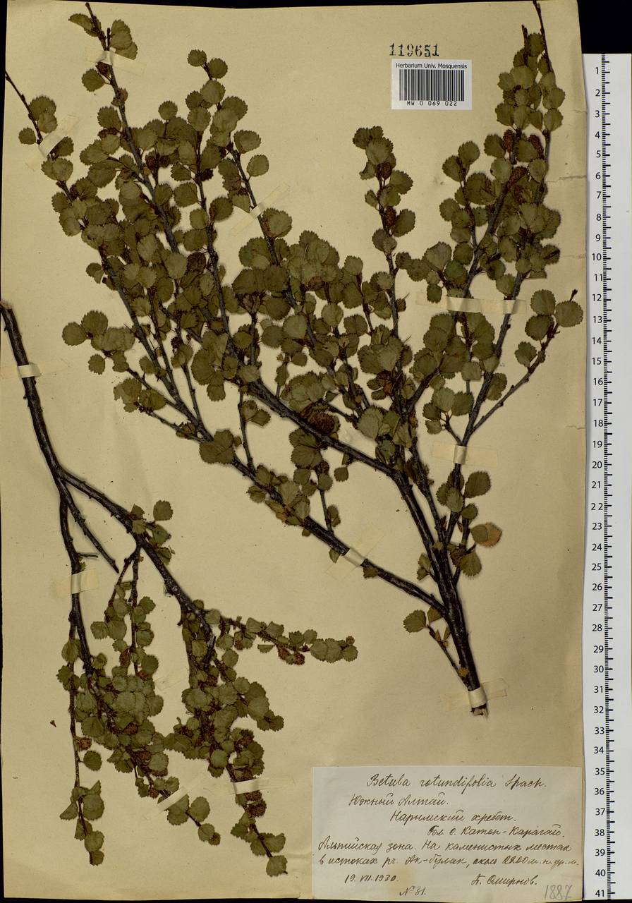 Betula glandulosa Michx., Siberia, Western (Kazakhstan) Altai Mountains (S2a) (Kazakhstan)