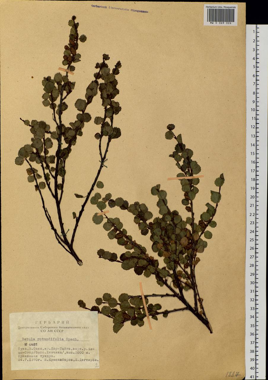 Betula glandulosa Michx., Siberia, Altai & Sayany Mountains (S2) (Russia)
