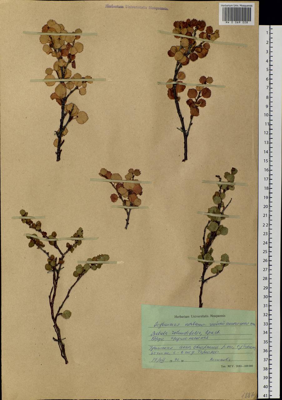 Betula glandulosa Michx., Siberia, Altai & Sayany Mountains (S2) (Russia)