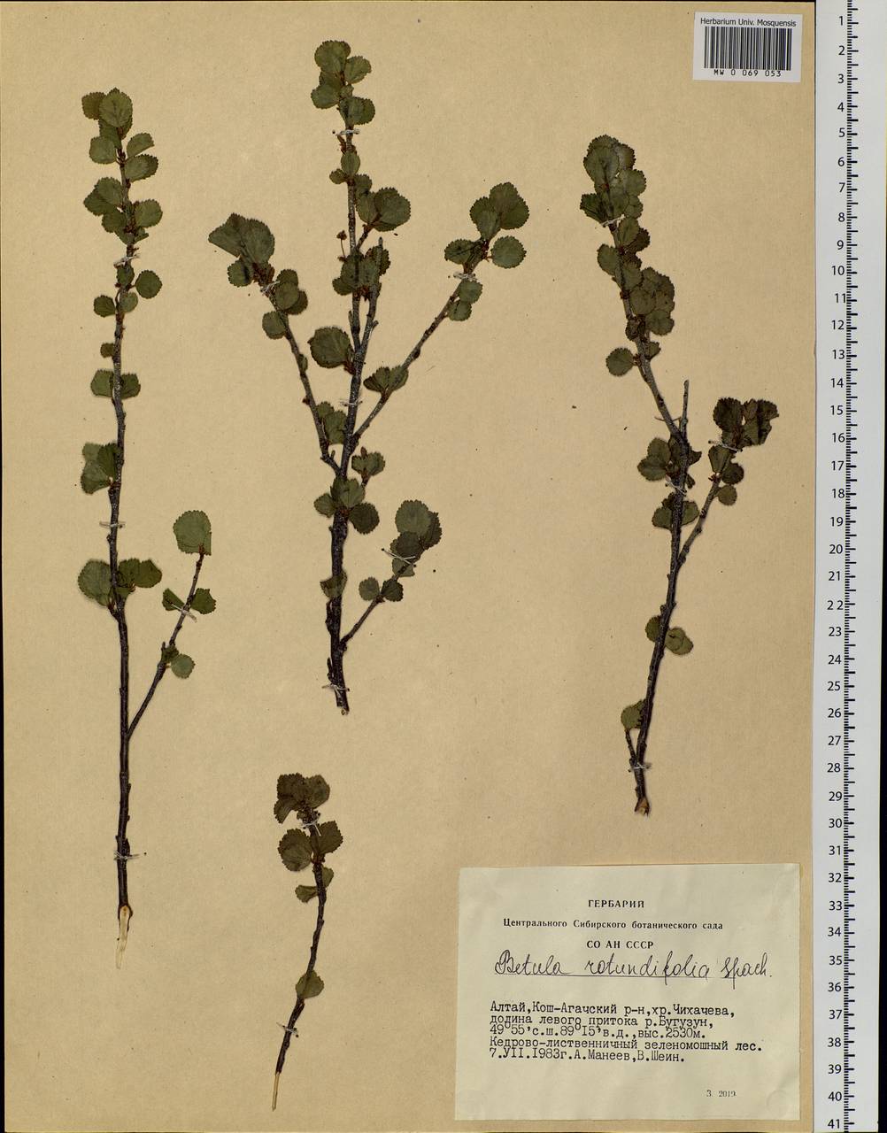 Betula glandulosa Michx., Siberia, Altai & Sayany Mountains (S2) (Russia)