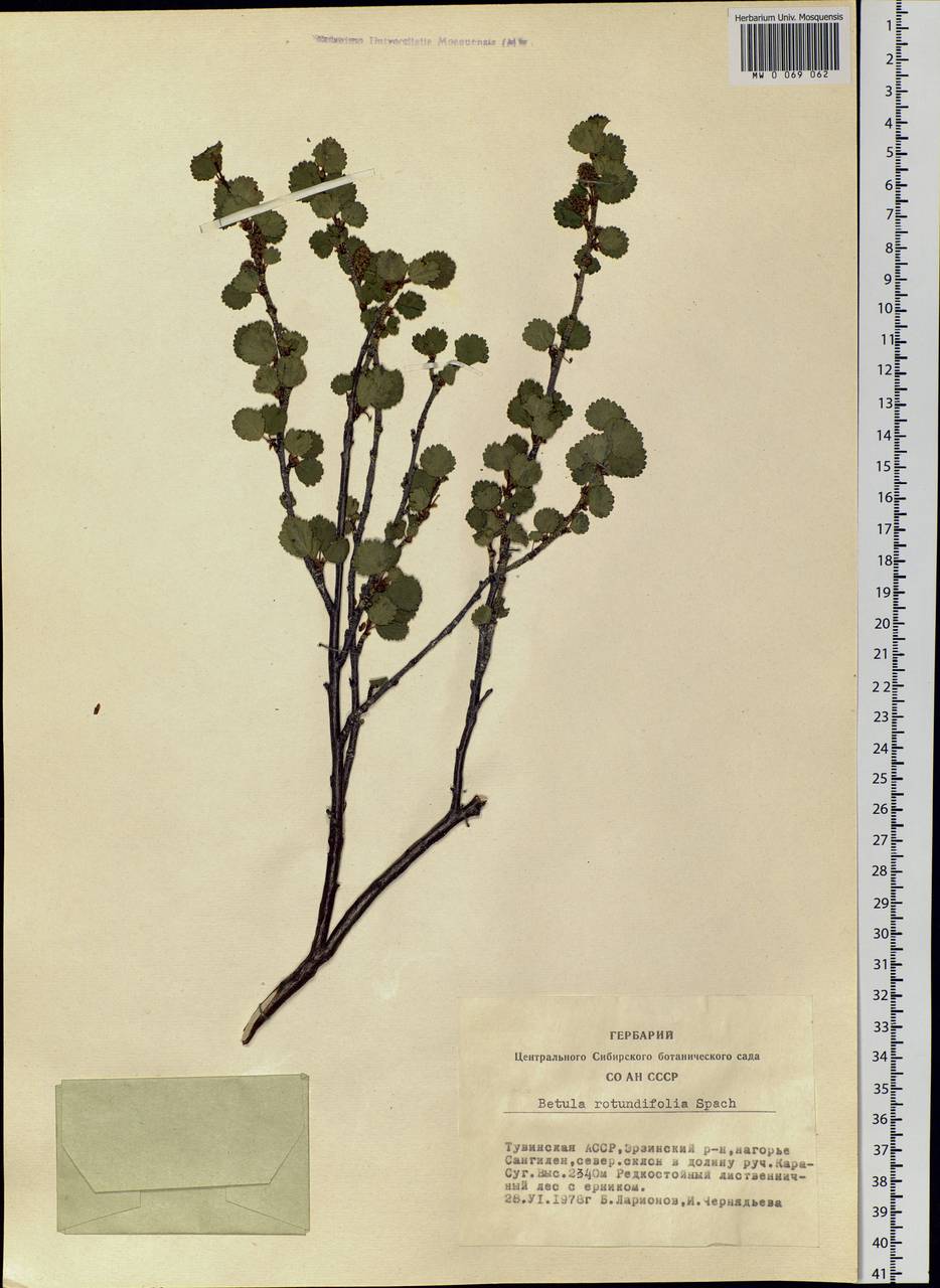 Betula glandulosa Michx., Siberia, Altai & Sayany Mountains (S2) (Russia)