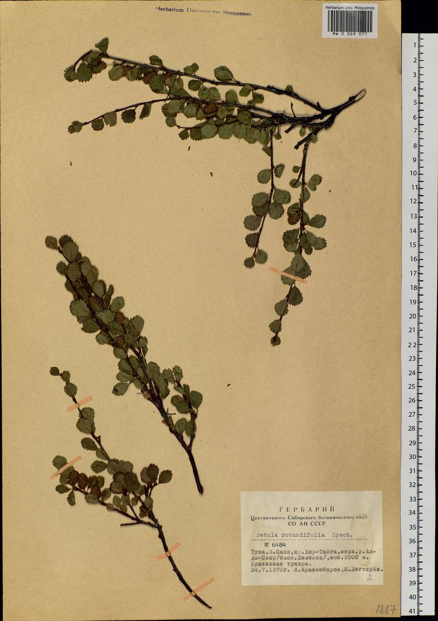 Betula glandulosa Michx., Siberia, Altai & Sayany Mountains (S2) (Russia)