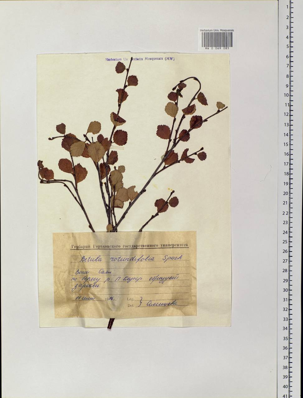 Betula glandulosa Michx., Siberia, Altai & Sayany Mountains (S2) (Russia)