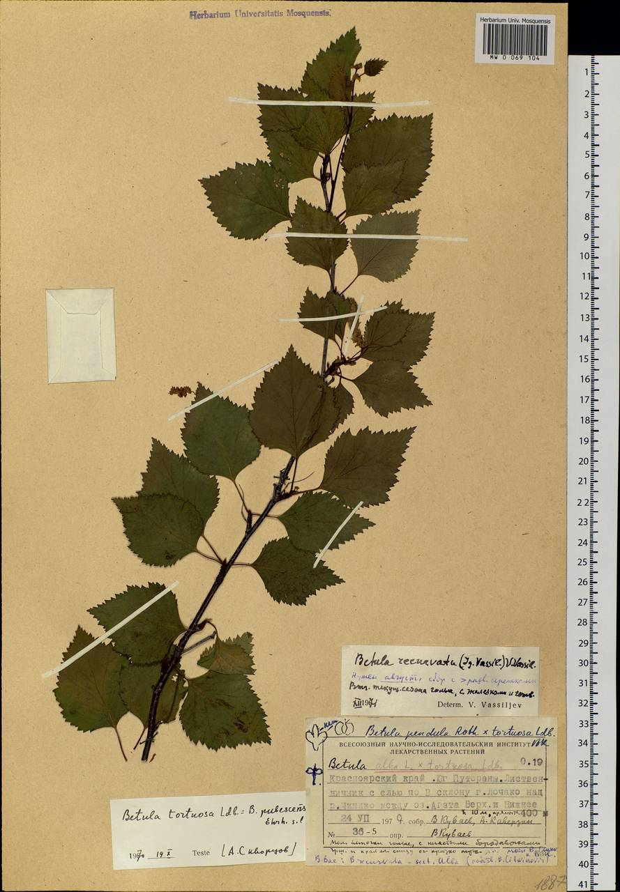Betula litwinowii Doluch., Siberia, Central Siberia (S3) (Russia)