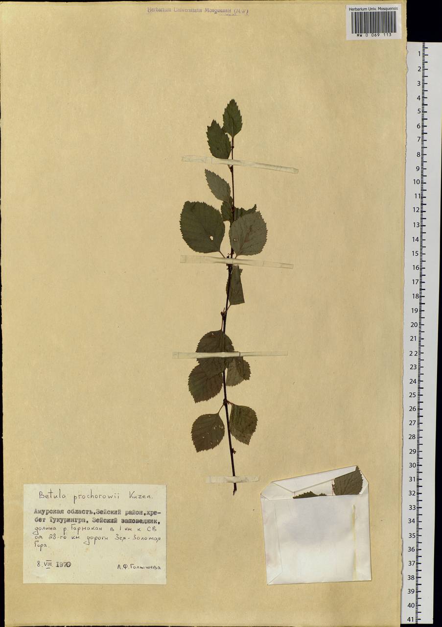 Betula ermanii var. lanata Regel, Siberia, Russian Far East (S6) (Russia)