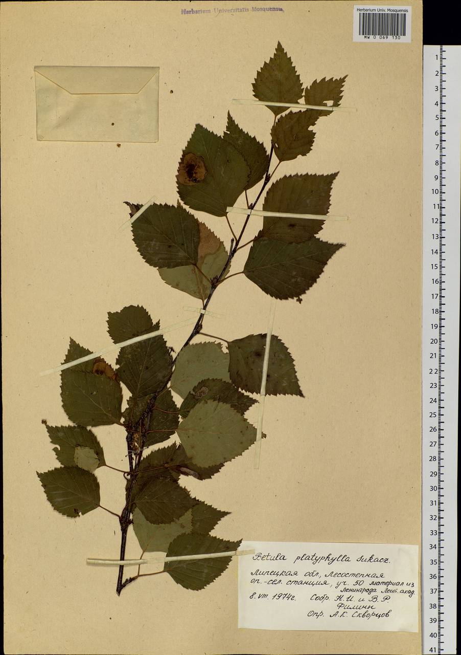 Betula pendula subsp. mandshurica (Regel) Ashburner & McAll., Botanic gardens and arboreta (GARD) (Russia)