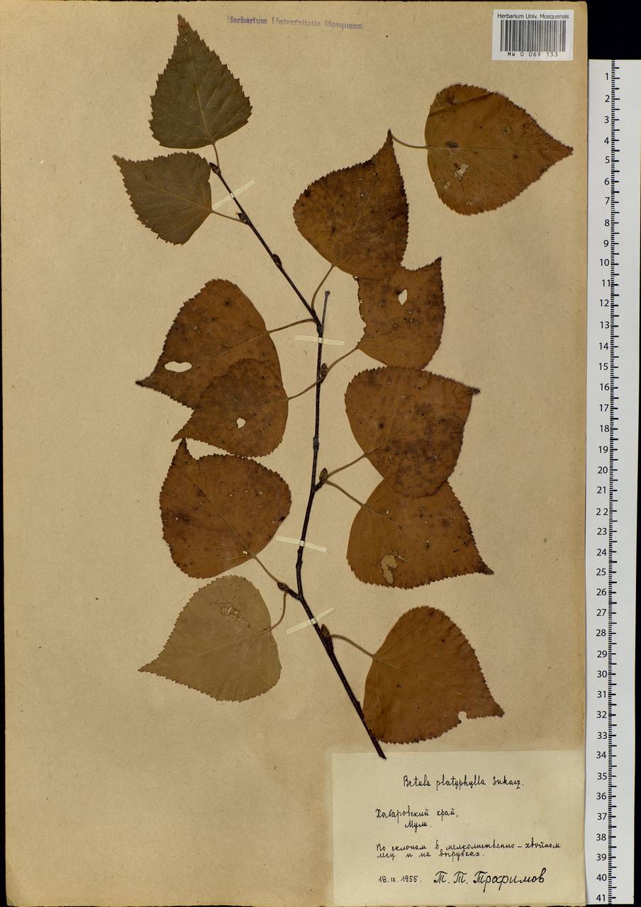 Betula pendula subsp. mandshurica (Regel) Ashburner & McAll., Siberia, Russian Far East (S6) (Russia)