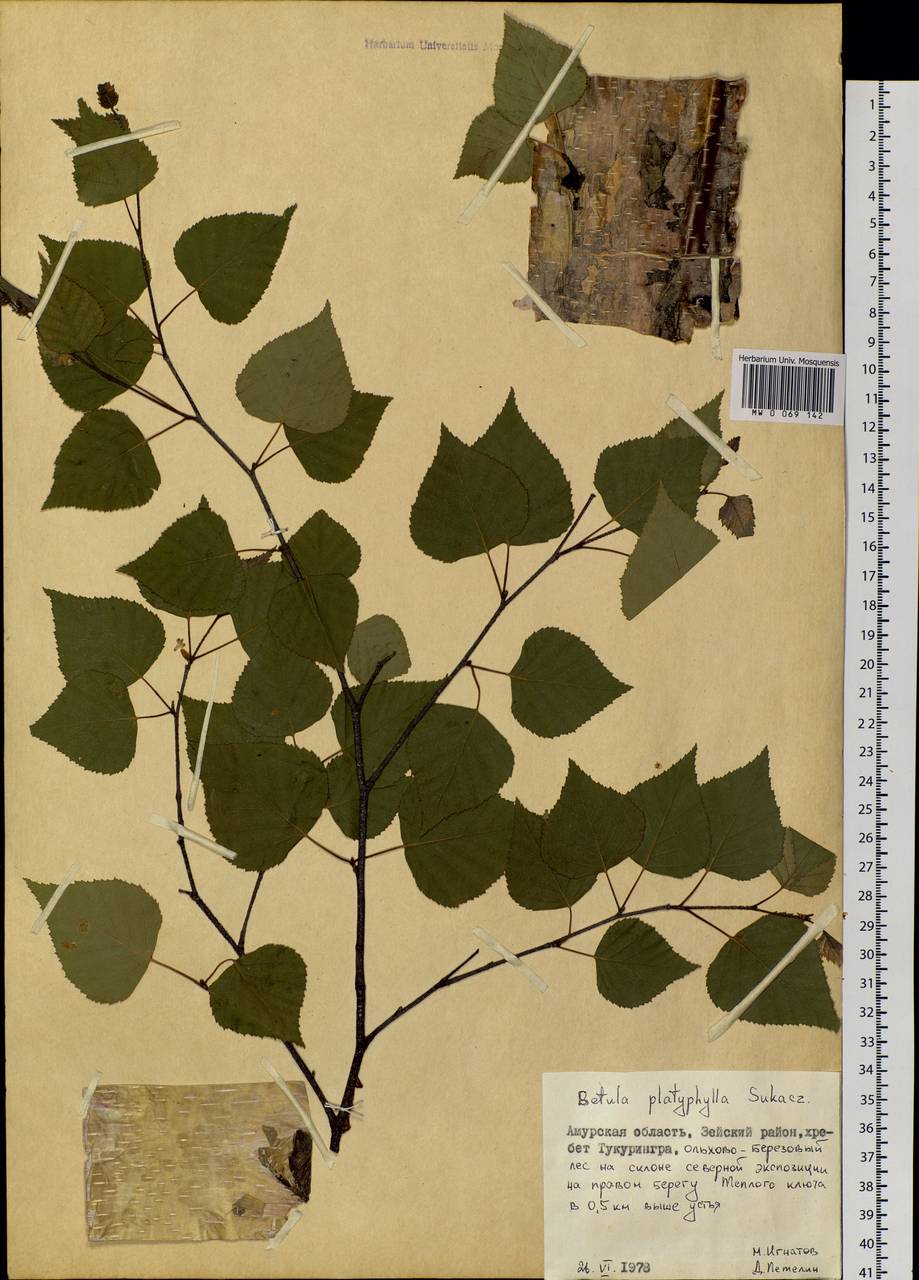 Betula pendula subsp. mandshurica (Regel) Ashburner & McAll., Siberia, Russian Far East (S6) (Russia)