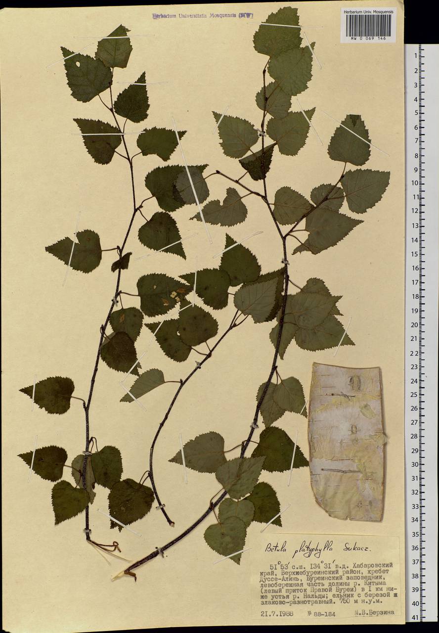 Betula pendula subsp. mandshurica (Regel) Ashburner & McAll., Siberia, Russian Far East (S6) (Russia)