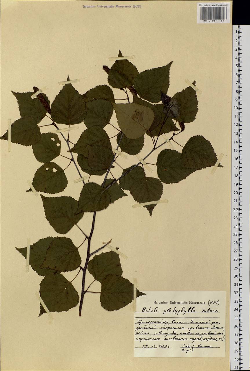 Betula pendula subsp. mandshurica (Regel) Ashburner & McAll., Siberia, Russian Far East (S6) (Russia)