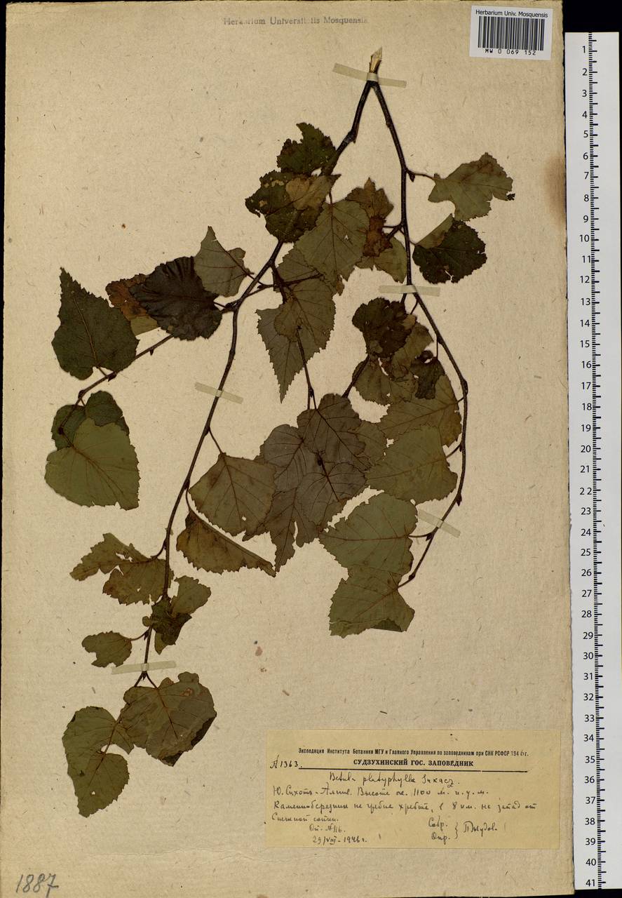 Betula pendula subsp. mandshurica (Regel) Ashburner & McAll., Siberia, Russian Far East (S6) (Russia)