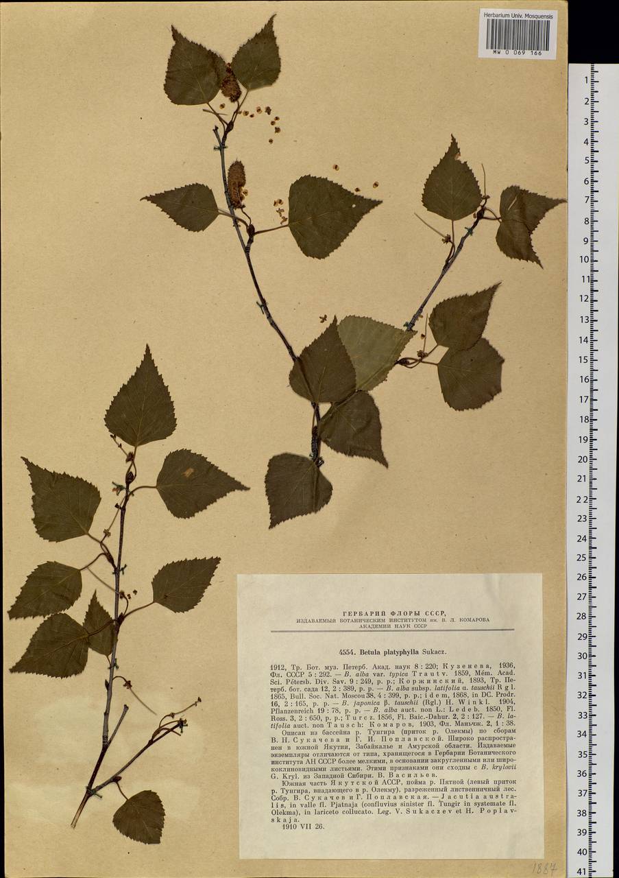 Betula pendula subsp. mandshurica (Regel) Ashburner & McAll., Siberia, Baikal & Transbaikal region (S4) (Russia)