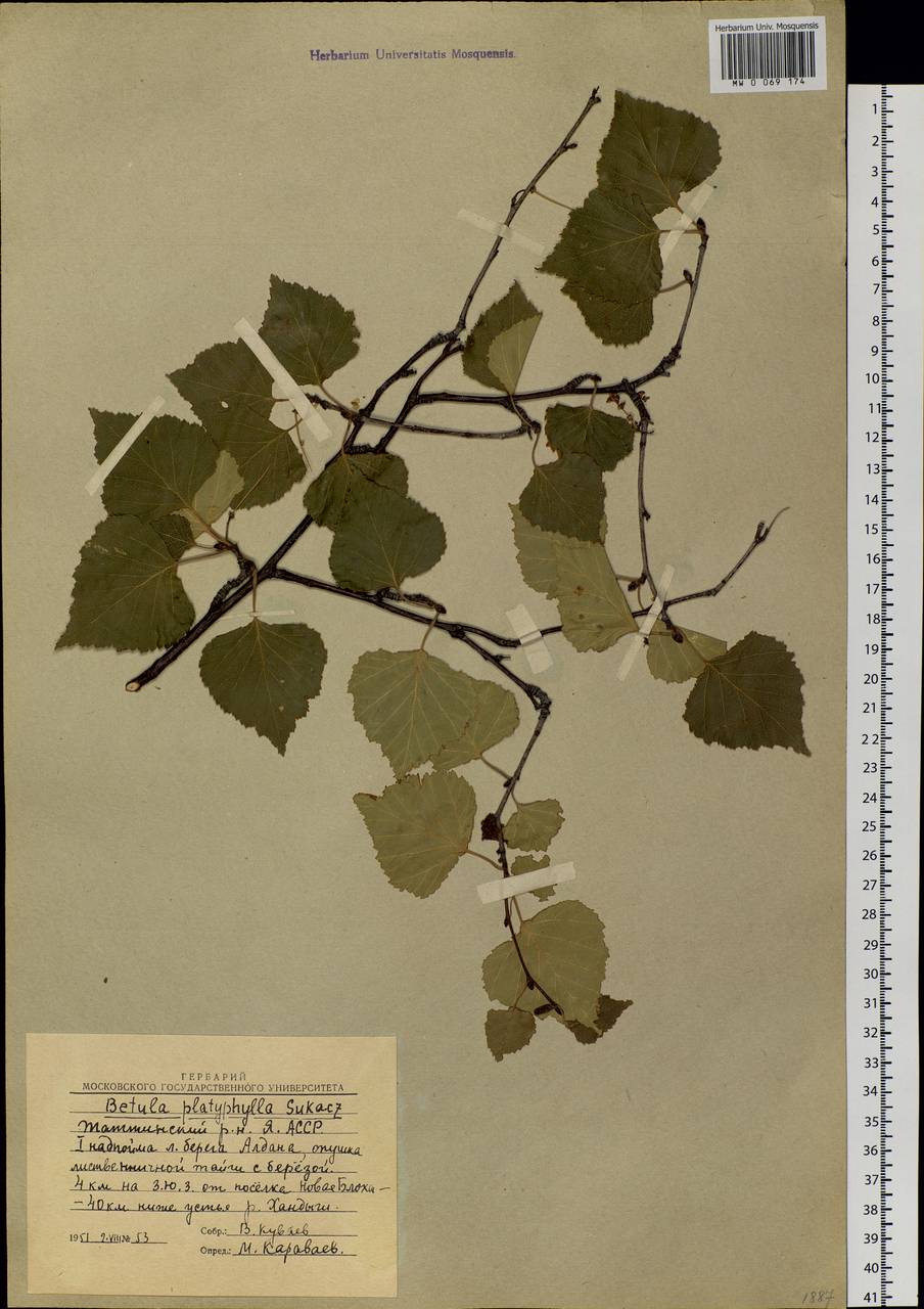 Betula pendula subsp. mandshurica (Regel) Ashburner & McAll., Siberia, Yakutia (S5) (Russia)