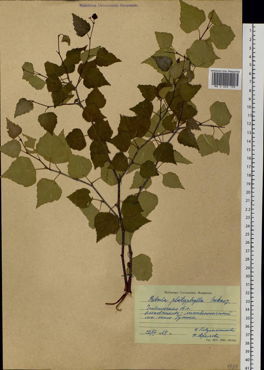 Betula pendula subsp. mandshurica (Regel) Ashburner & McAll., Siberia, Baikal & Transbaikal region (S4) (Russia)