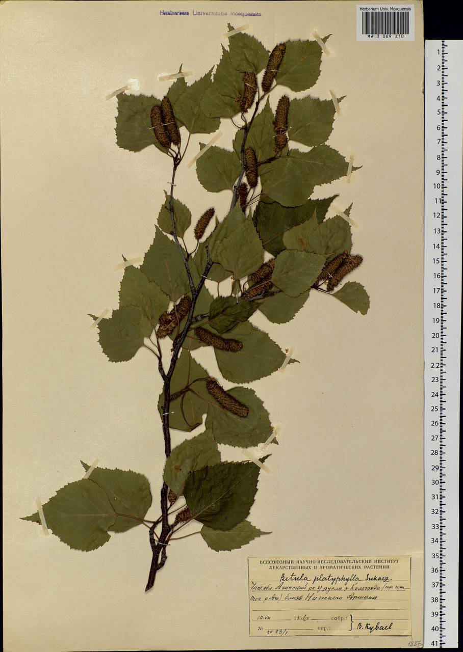 Betula pendula subsp. mandshurica (Regel) Ashburner & McAll., Siberia, Baikal & Transbaikal region (S4) (Russia)