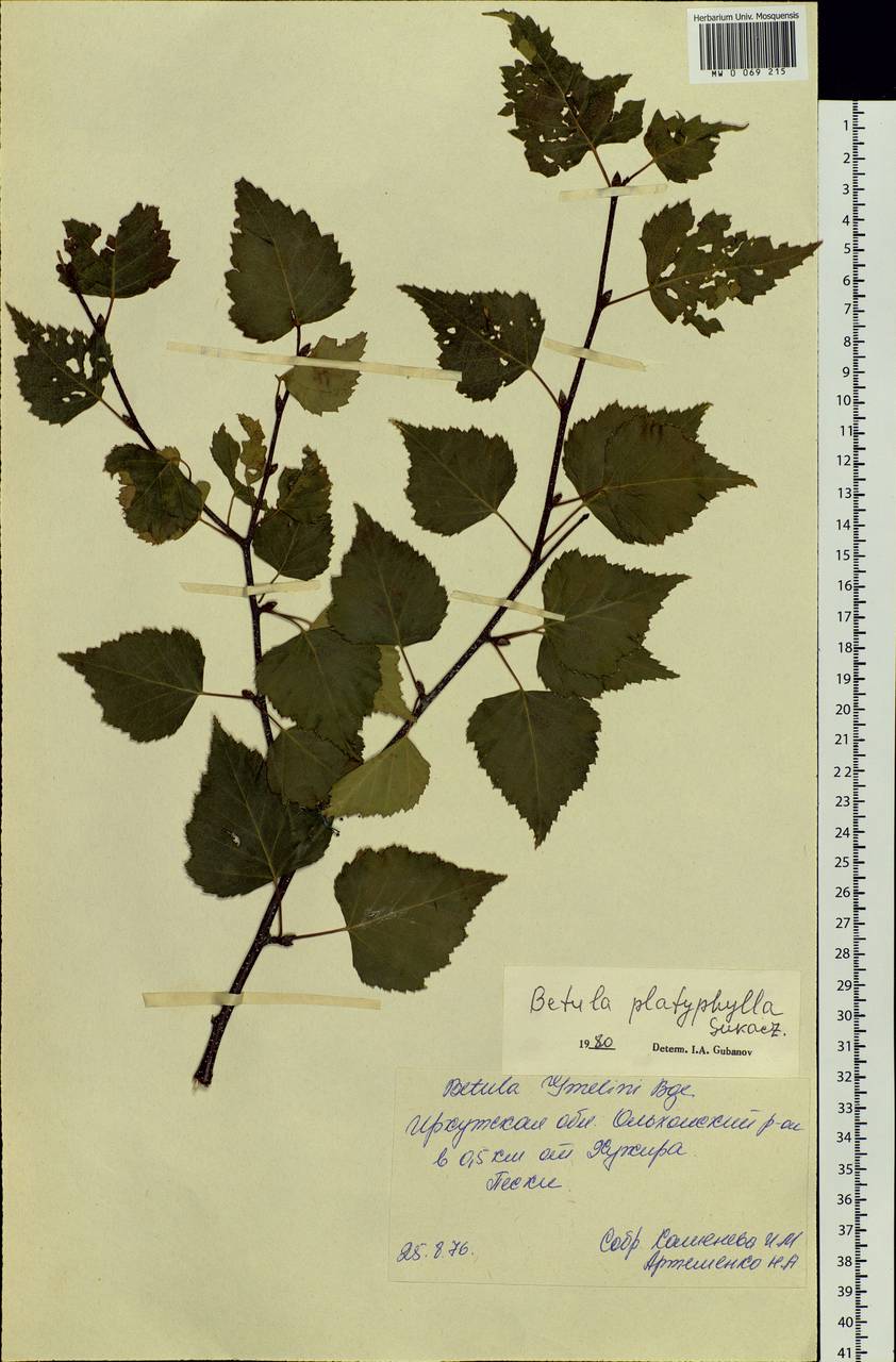 Betula pendula subsp. mandshurica (Regel) Ashburner & McAll., Siberia, Baikal & Transbaikal region (S4) (Russia)