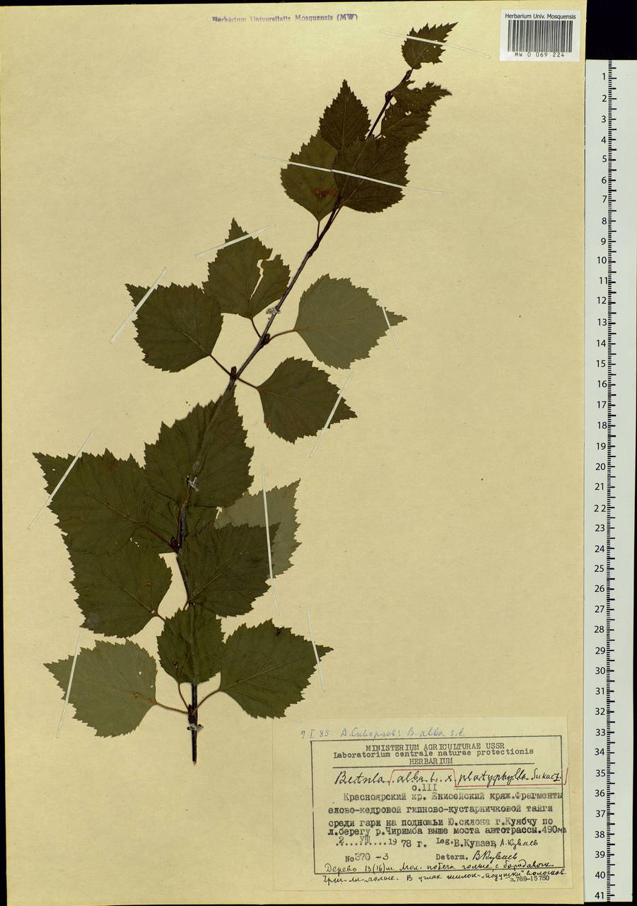 Betula pendula subsp. mandshurica (Regel) Ashburner & McAll., Siberia, Central Siberia (S3) (Russia)