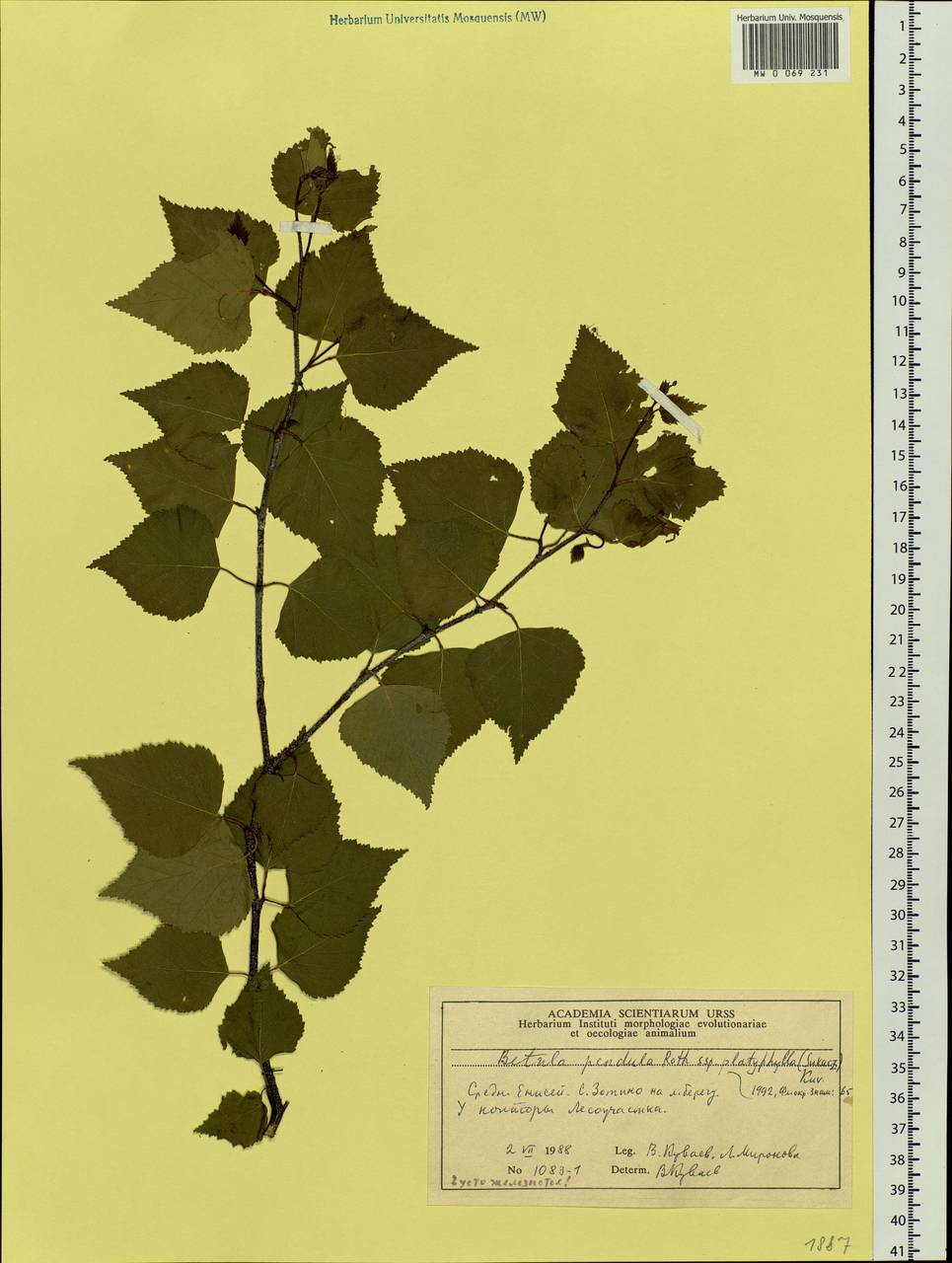 Betula pendula subsp. mandshurica (Regel) Ashburner & McAll., Siberia, Central Siberia (S3) (Russia)