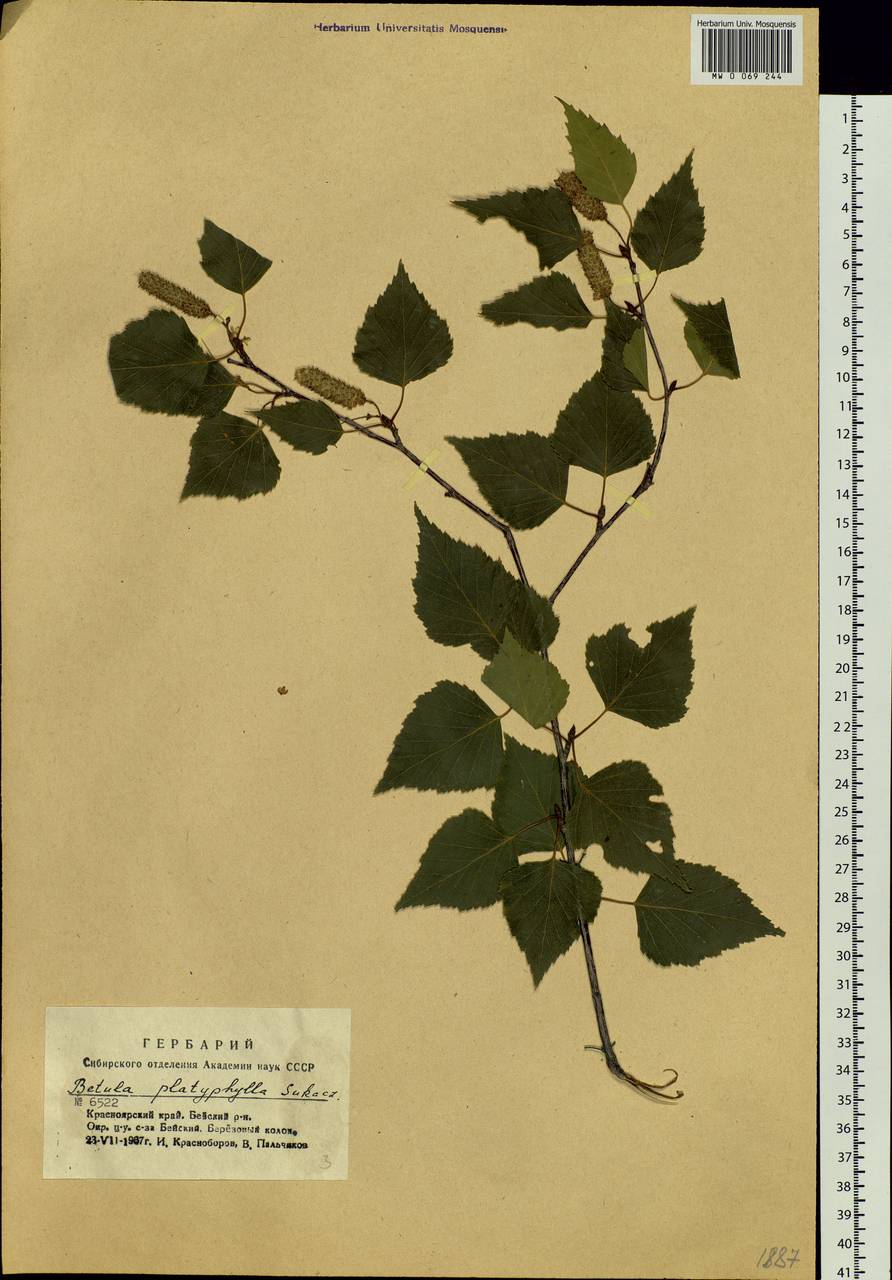 Betula pendula subsp. mandshurica (Regel) Ashburner & McAll., Siberia, Altai & Sayany Mountains (S2) (Russia)