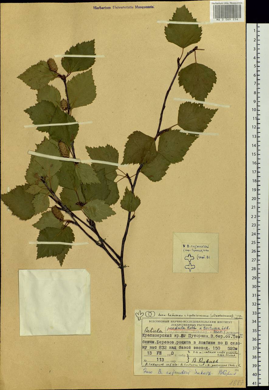 Betula pendula Roth, Siberia, Central Siberia (S3) (Russia)