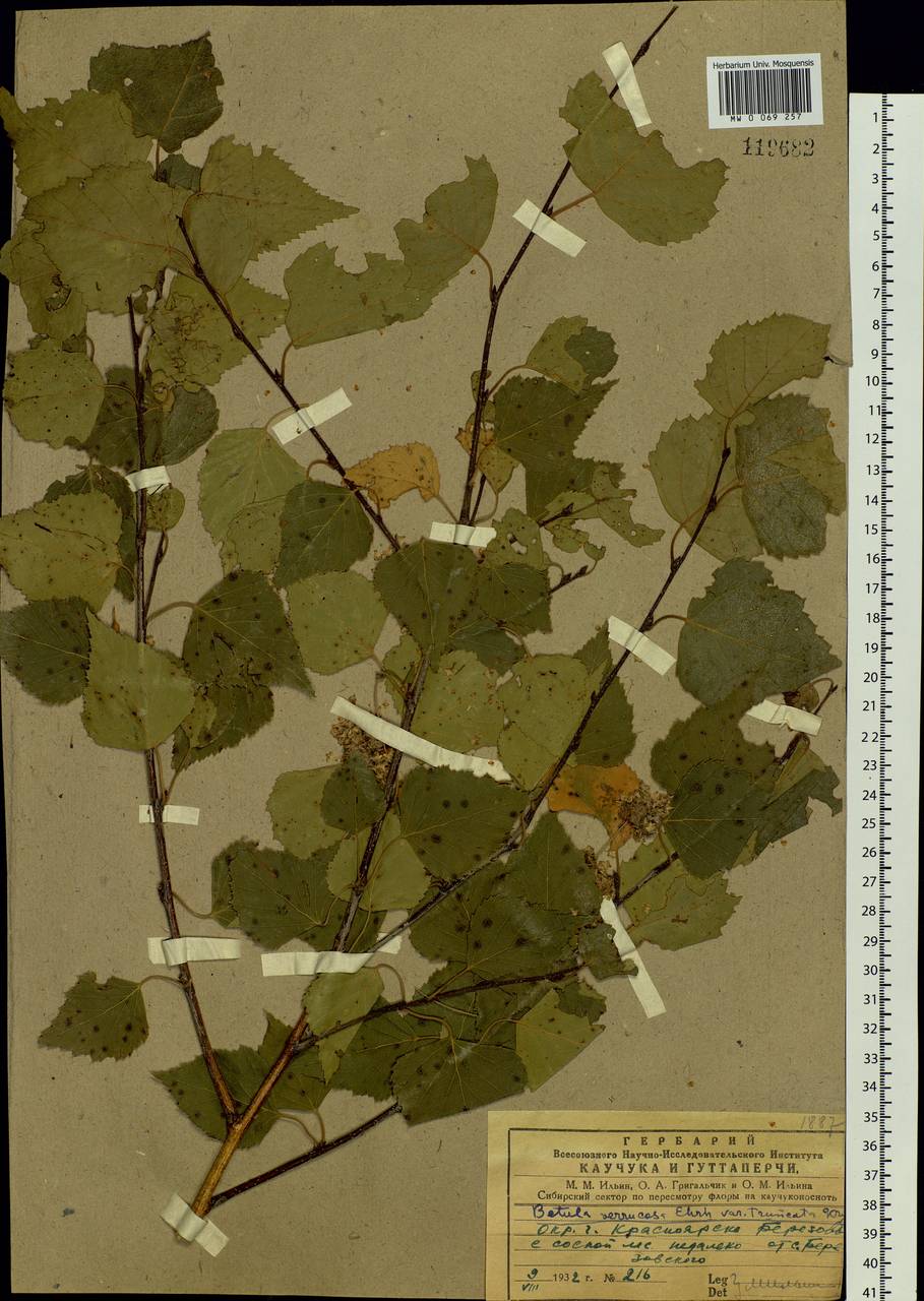 Betula pendula Roth, Siberia, Central Siberia (S3) (Russia)
