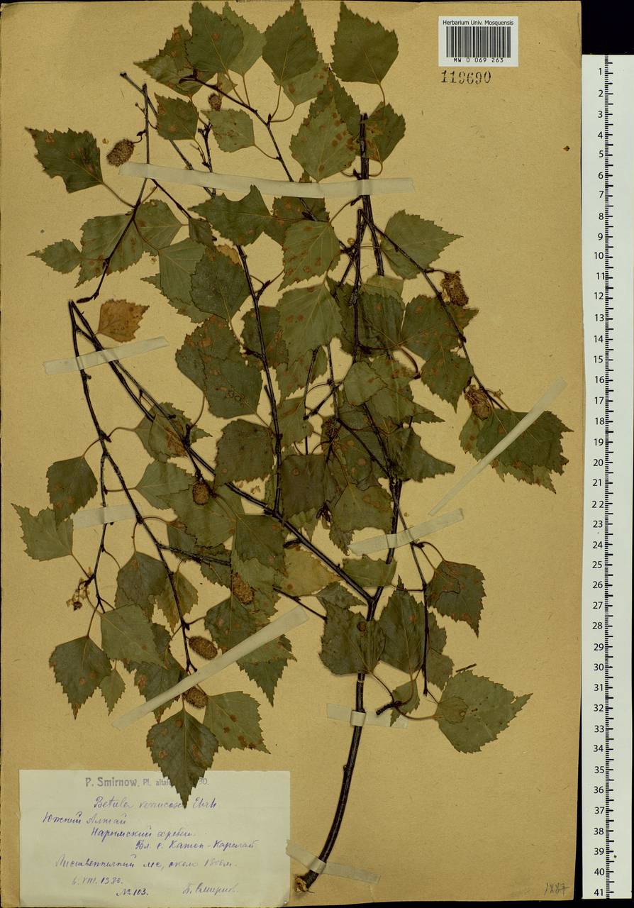 Betula pendula Roth, Siberia, Western (Kazakhstan) Altai Mountains (S2a) (Kazakhstan)