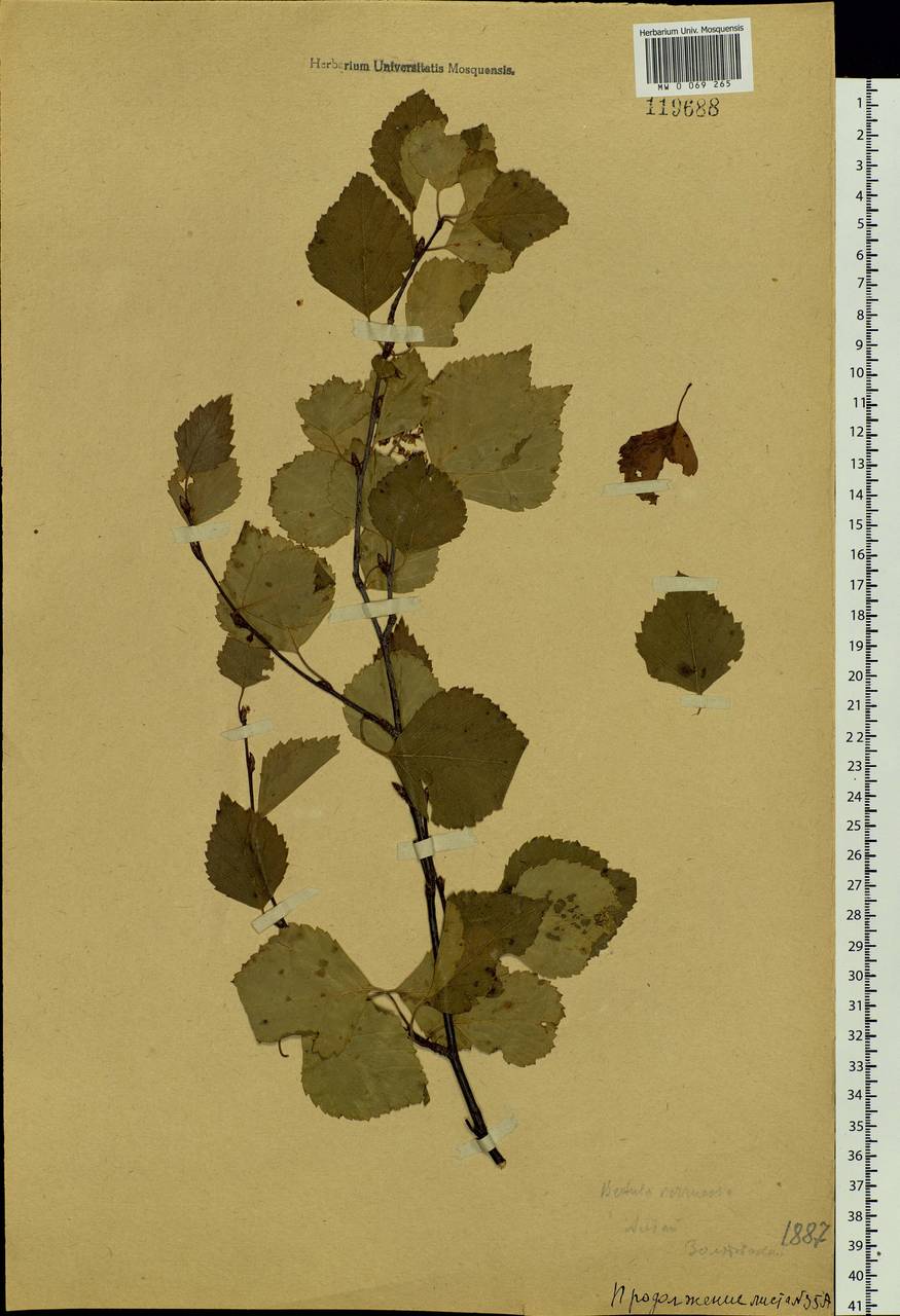 Betula pendula Roth, Siberia, Altai & Sayany Mountains (S2) (Russia)