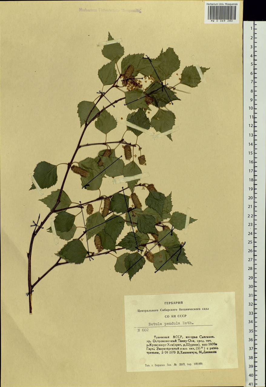 Betula pendula Roth, Siberia, Altai & Sayany Mountains (S2) (Russia)