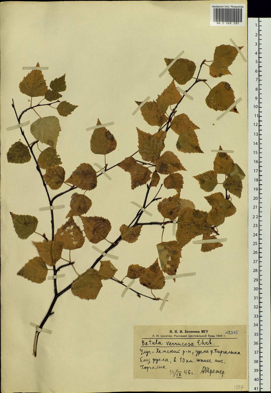Betula pendula Roth, Siberia, Altai & Sayany Mountains (S2) (Russia)