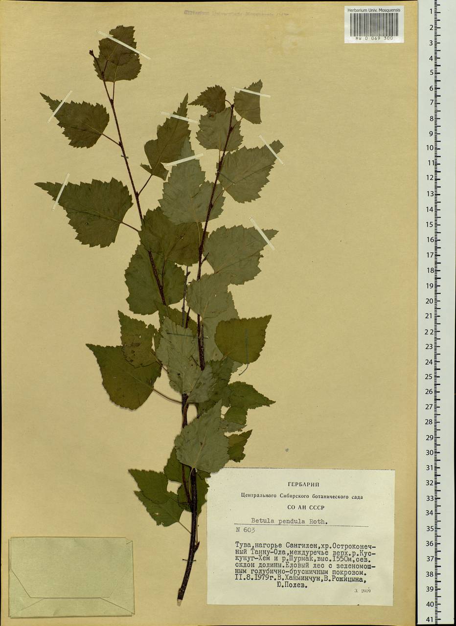 Betula pendula Roth, Siberia, Altai & Sayany Mountains (S2) (Russia)