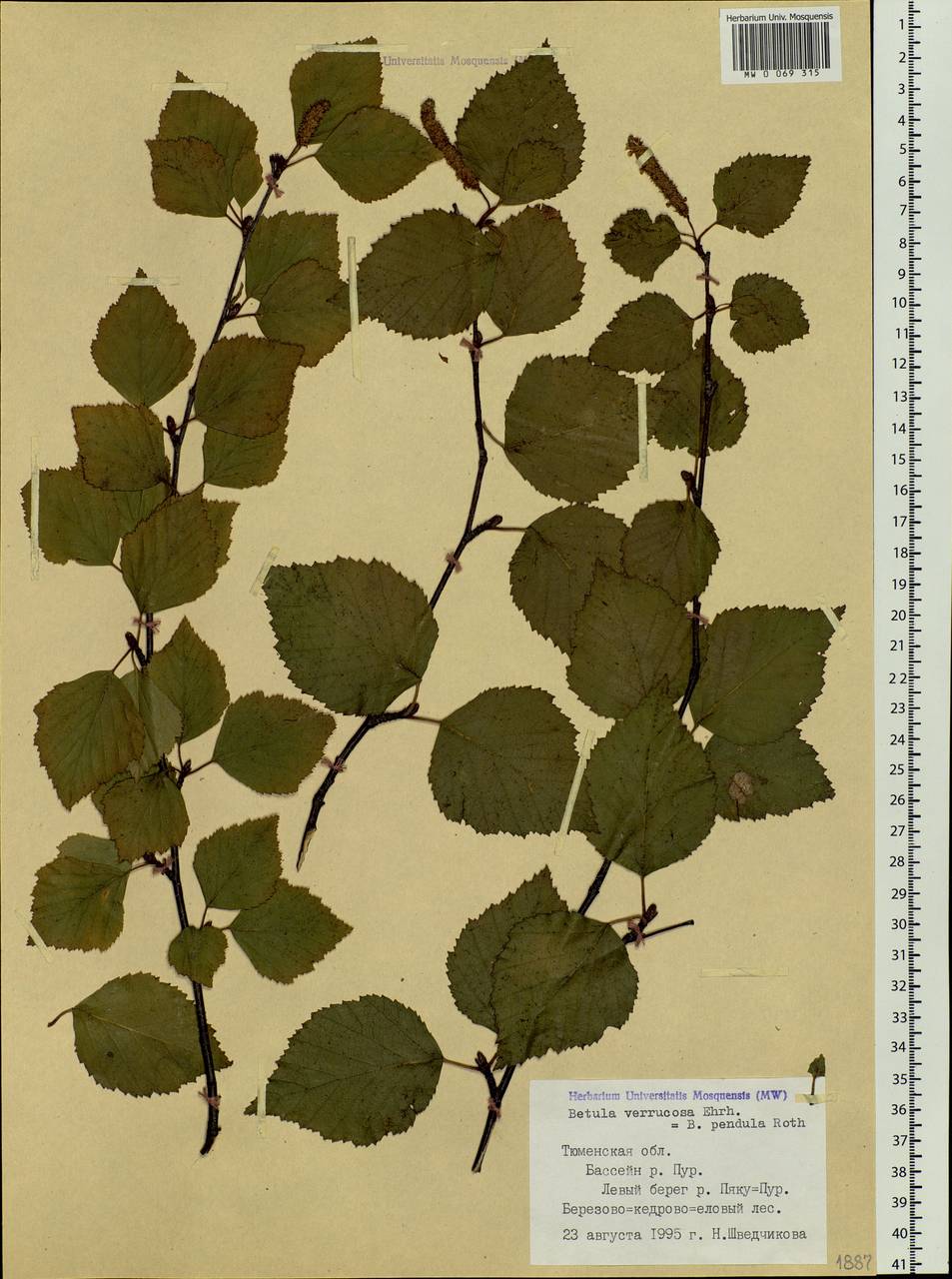 Betula pendula Roth, Siberia, Western Siberia (S1) (Russia)