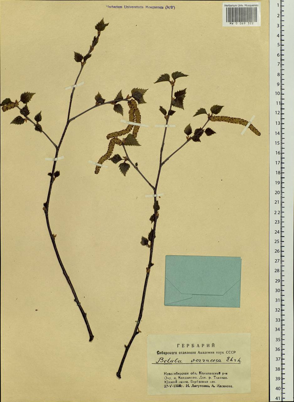 Betula pendula Roth, Siberia, Western Siberia (S1) (Russia)