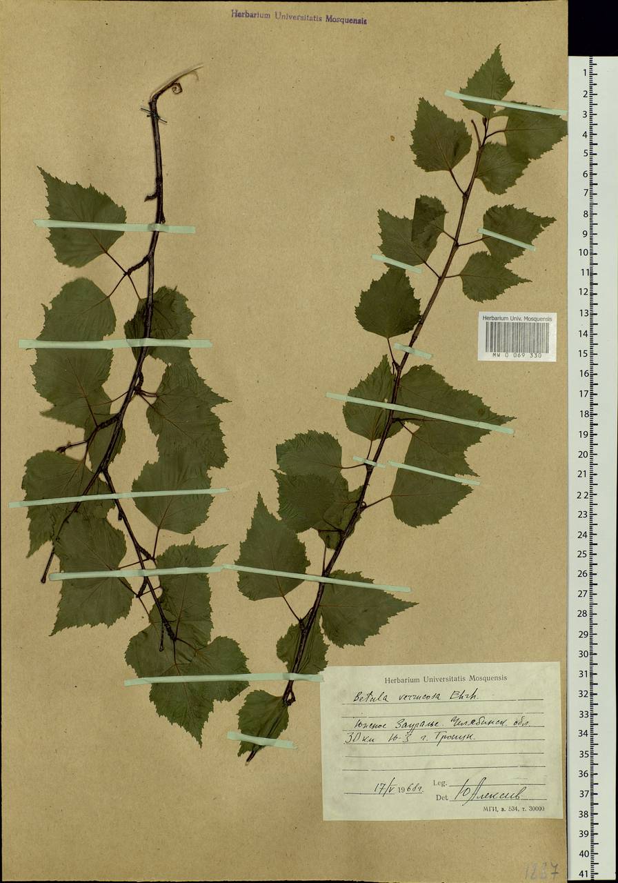 Betula pendula Roth, Eastern Europe, Eastern region (E10) (Russia)
