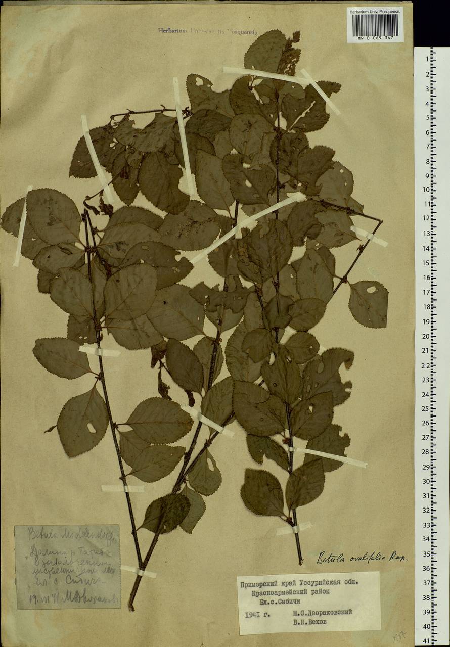 Betula fruticosa Pall., Siberia, Russian Far East (S6) (Russia)