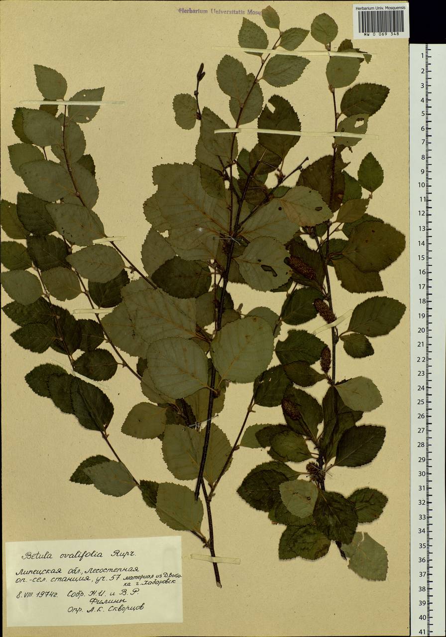 Betula fruticosa Pall., Botanic gardens and arboreta (GARD) (Russia)