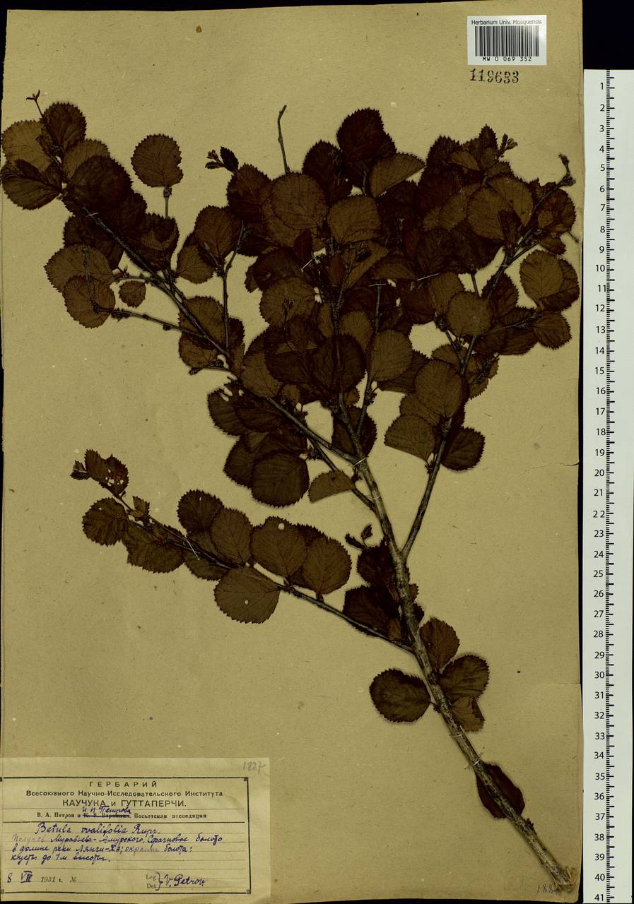 Betula fruticosa Pall., Siberia, Russian Far East (S6) (Russia)
