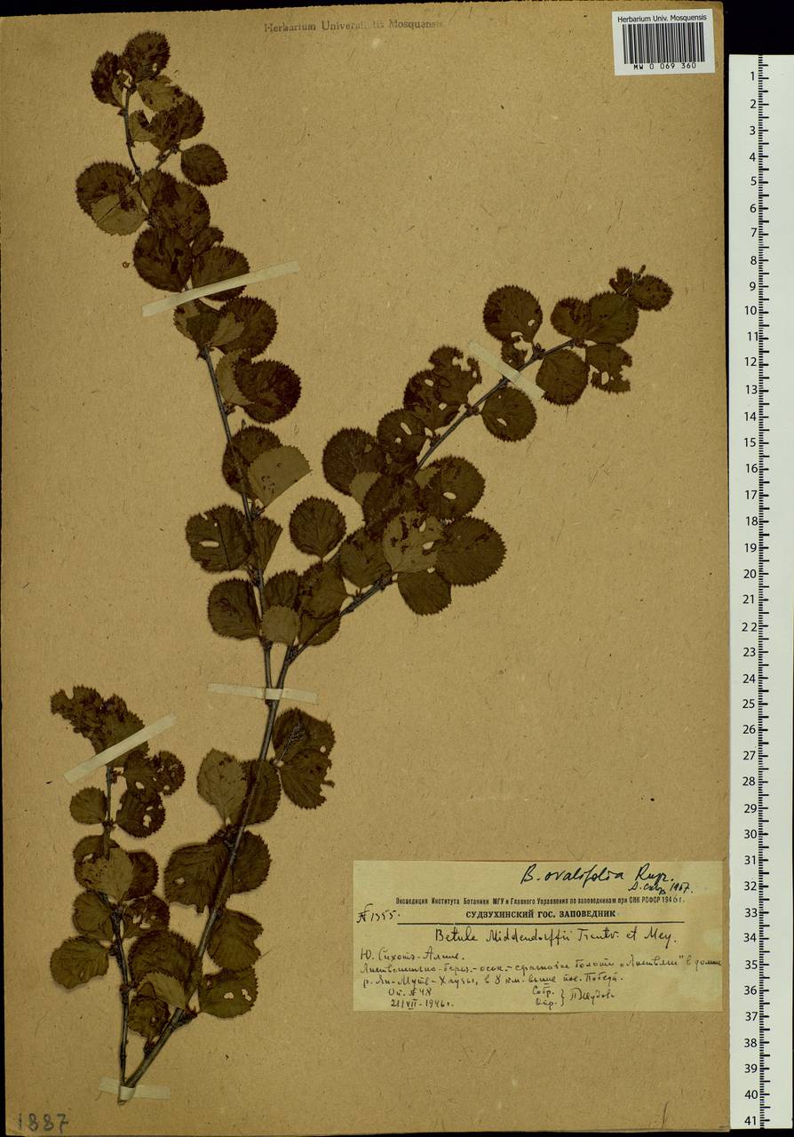 Betula fruticosa Pall., Siberia, Russian Far East (S6) (Russia)