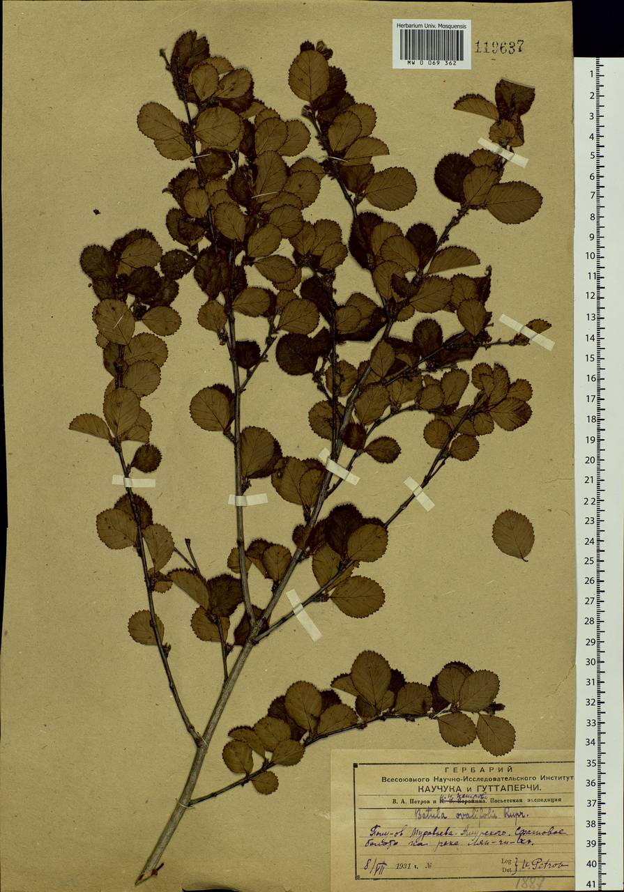 Betula fruticosa Pall., Siberia, Russian Far East (S6) (Russia)