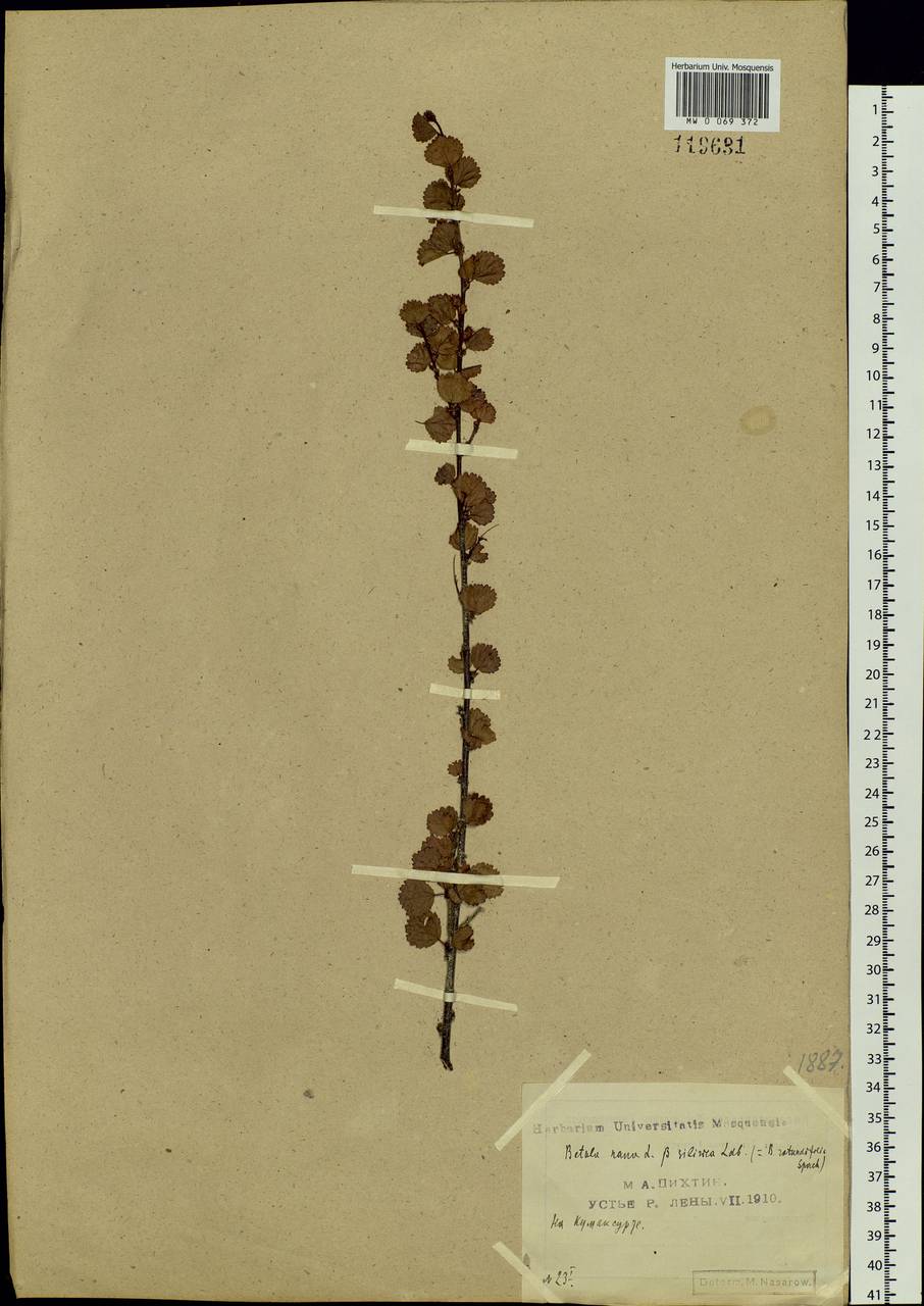 Betula nana L., Siberia, Yakutia (S5) (Russia)