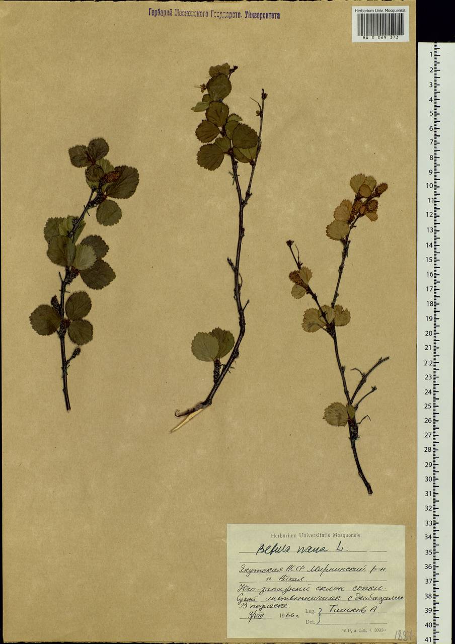 Betula nana L., Siberia, Yakutia (S5) (Russia)