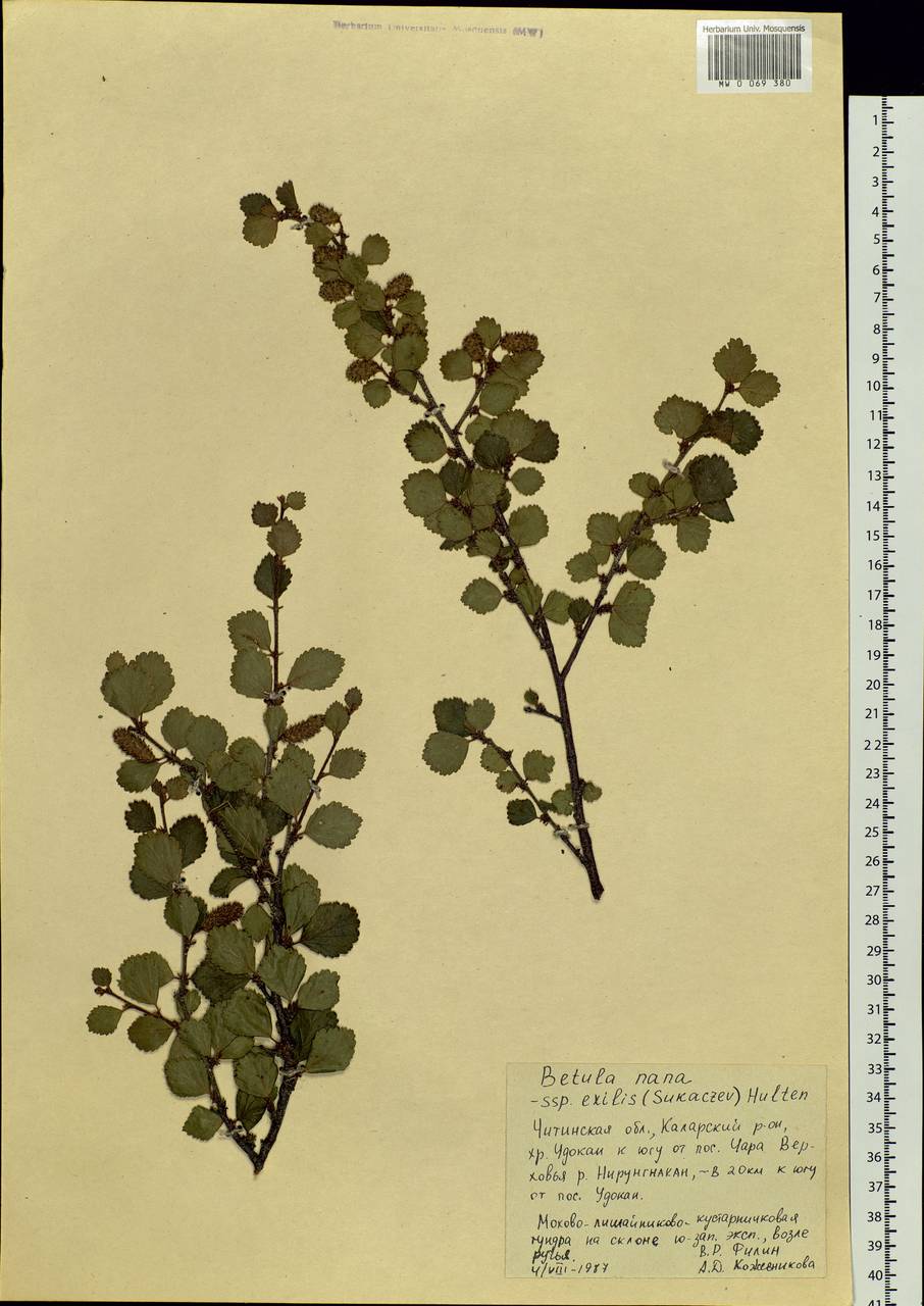 Betula nana L., Siberia, Baikal & Transbaikal region (S4) (Russia)