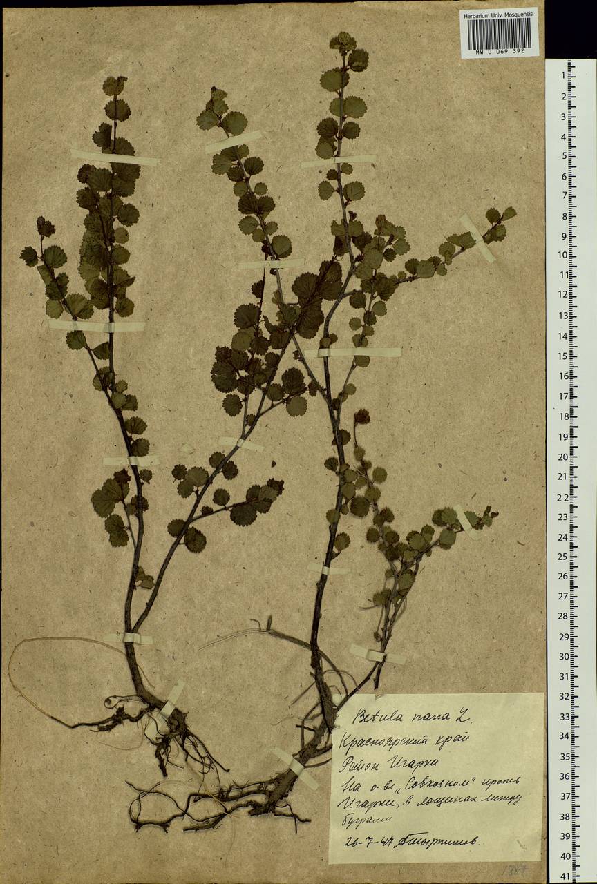 Betula nana L., Siberia, Central Siberia (S3) (Russia)