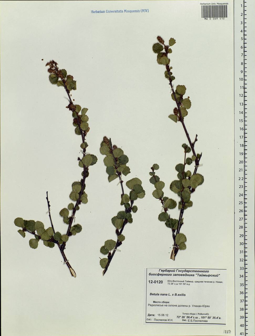 Betula nana L., Siberia, Central Siberia (S3) (Russia)