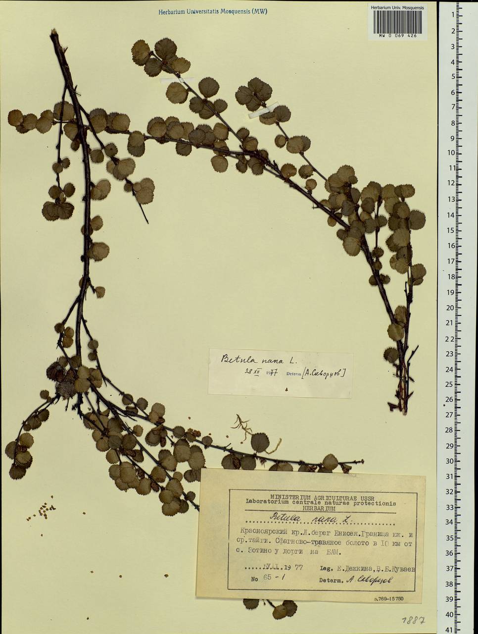 Betula nana L., Siberia, Central Siberia (S3) (Russia)