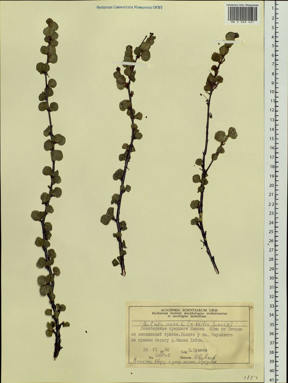 Betula nana L., Siberia, Central Siberia (S3) (Russia)