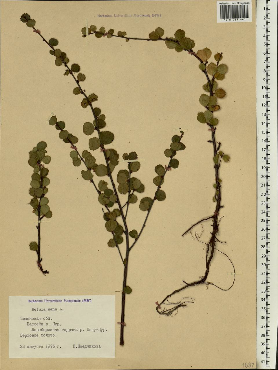 Betula nana L., Siberia, Western Siberia (S1) (Russia)