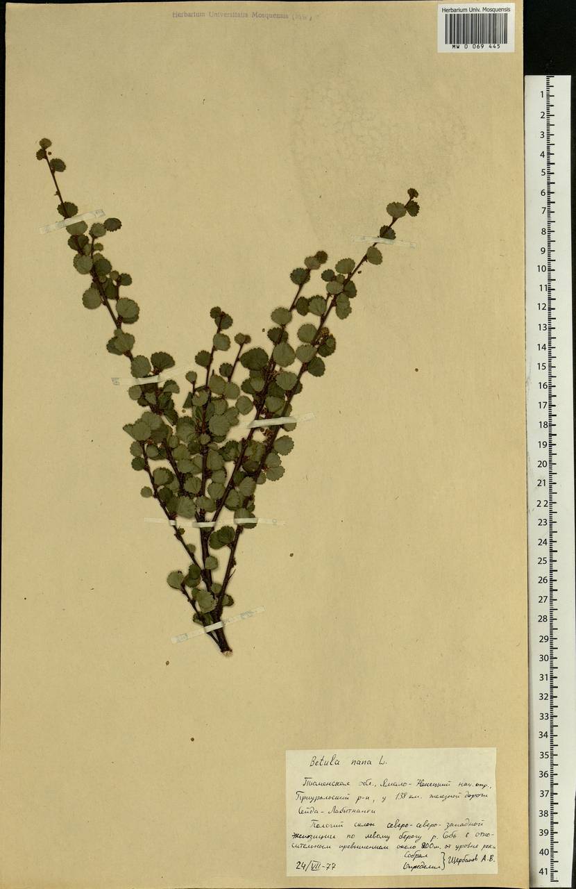 Betula nana L., Siberia, Western Siberia (S1) (Russia)